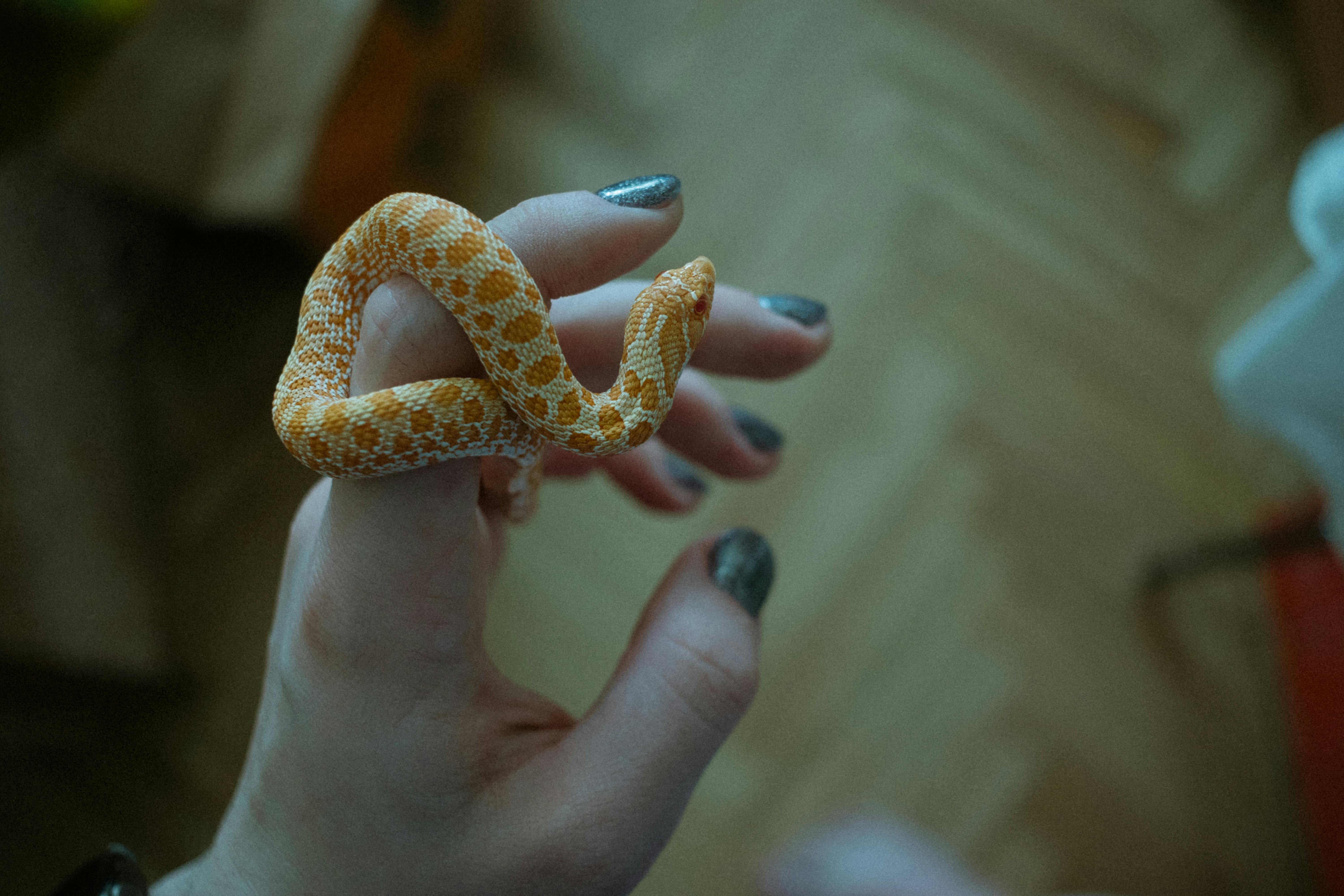 a hognose snake on a woman hand